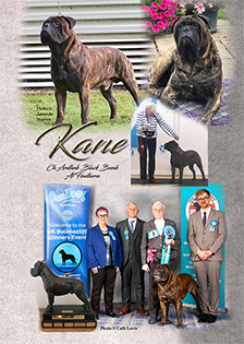 Findhorn Bullmastiffs